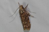 Psoricoptera gibbosella