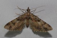 Gymnoscelis rufifasciata