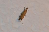 Agriphila straminella