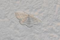 Cabera pusaria