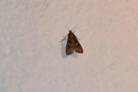 Nomophila noctuella