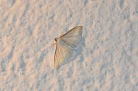 Palpita vitrealis