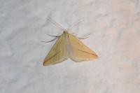 Rhodometra sacraria