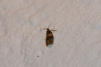 Celypha aurofasciana