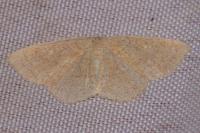 Cyclophora ruficiliaria