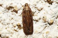 Depressaria