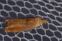 Epinotia tenerana