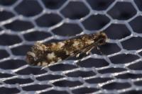 Nemapogon cloacellus/ruricolella
