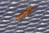 Phyllonorycter corylifoliella
