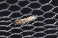 Phyllonorycter harrisella