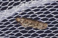 Psoricoptera gibbosella