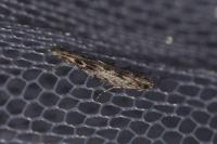 Batrachedra praeangusta