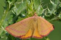 Lythria purpuraria