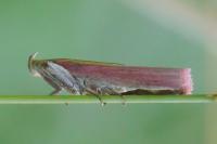 Oncocera semirubella