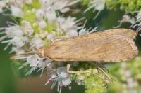 Nomophila noctuella
