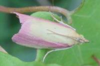 Oncocera semirubella