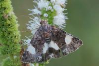 Tyta luctuosa