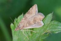 Nomophila noctuella