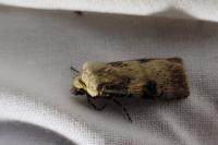 Agrotis puta