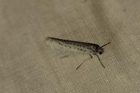 Yponomeuta evonymella
