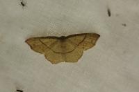 Cyclophora punctaria