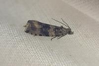 Celypha lacunana