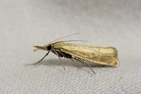 Agriphila straminella