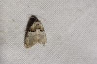 Nola cucullatella