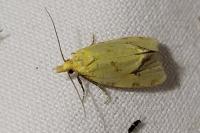 Agapeta hamana