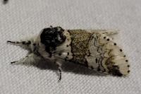 Furcula furcula