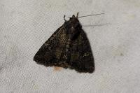 Mesapamea secalella/secalis