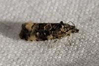 Endothenia gentianaeana/marginana/oblongana