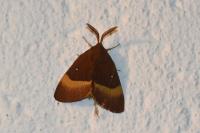 Lasiocampa quercus