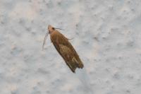 Eucosma conterminana