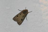 Agrotis exclamationis