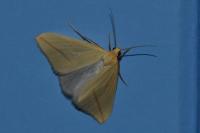 Rhodometra sacraria