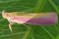 Oncocera semirubella