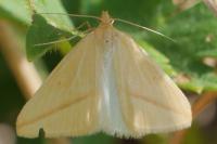Rhodometra sacraria