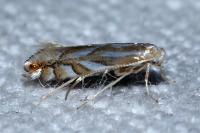 Phyllonorycter distentella