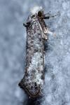 Swammerdamia pyrella