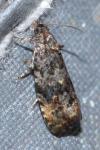 Endothenia ustulana