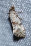 Cochylis molliculana