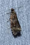 Celypha lacunana