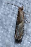 Ancylis comptana
