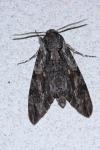 Agrius convolvuli