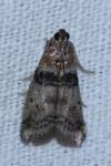 Sciota rhenella