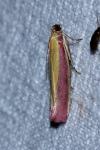 Oncocera semirubella