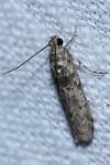 Ancylosis oblitella