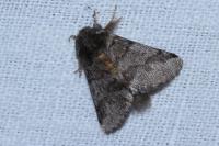 Thaumetopoea processionea