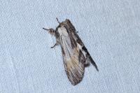 Harpyia milhauseri
